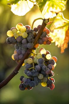 Noble rot of a wine grape, grapes with mold, Botrytis, Sauternes, France