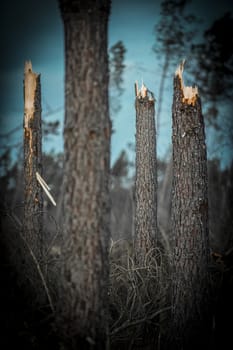 Storm damage. Broken tree in the forest, Landes, France
