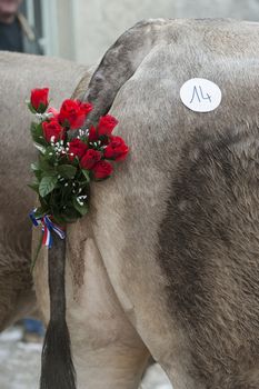 Back part of cow with a swinging tail during a traditional festival, Bazas, France