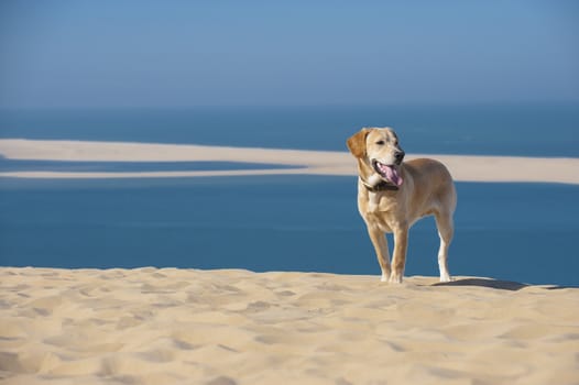 Focused young dog running on the beach, Aquitaine, France