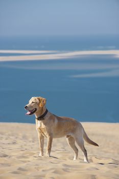Focused young dog running on the beach, Aquitaine, France