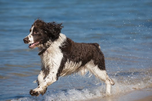Focused young dog running on the beach, Aquitaine, France