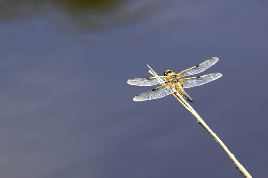 Dragonfly outdoor on water background, France