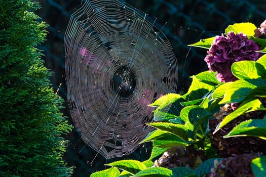 The spider's web or cobweb close up with colorful background.