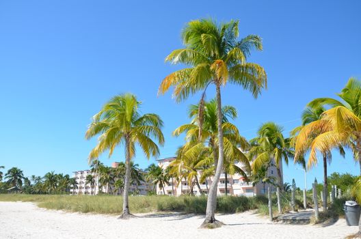 Palm trees on the coast in Key West Florida