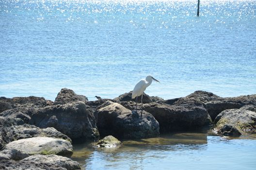 Bird on the rocks in the warm florida water