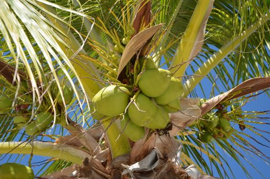 A close-up view of a palm tree with coconuts hanging from the branches