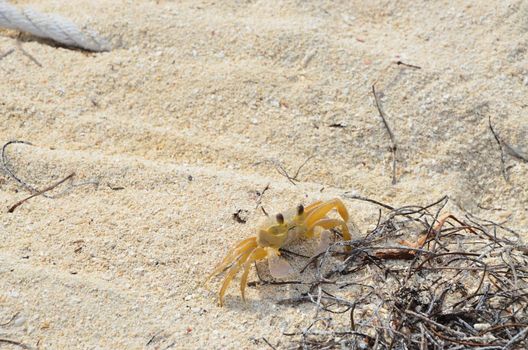 A small yellow crab on the beach of a Florida Key