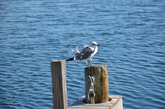 A seagull hanging out on the dock in the florida Keys on a windy day.