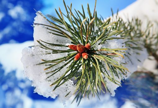 branches of fir tree strewn lightly with snow in January