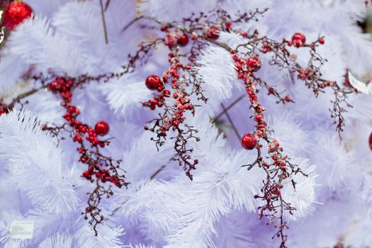 Christmas and New Year winter seasonal white fir tree with red rowan berries