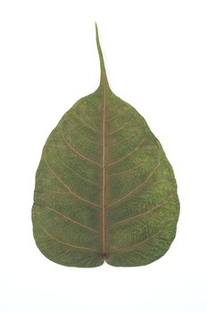 Semi dry leaf isolated detail texture. Heart shape leaf. Piple leaf onwhite back ground. Leaf of perennial plant.