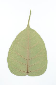 Back of semi dry leaf isolated detail texture. Heart shape leaf. Piple leaf onwhite back ground. Leaf of perennial plant.