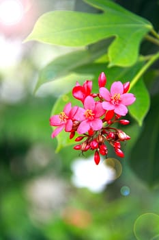 Red flower in the garden with lens flare effect, selective focus and soft focus