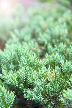 Pine green, ivy or Japanese juniperus procumbens in the garden with lens flare effect, selective focus and soft focus







Pine green, ivy or Japanese juniperus procumbens in the garden with lens flare effect, selective focus and soft focus