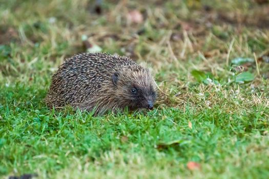 European Hedgehog in garden at dusk