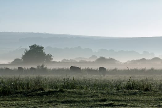 Misty morning looking towards South Downs with cows grazing in meadow.