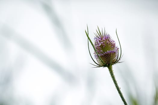 Teasel flower head with space for copy or text