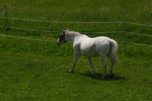 a white horse standing on the pasture and green medow