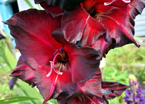 beautiful Bright red flowers gladiolus closeup in the garden