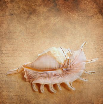 sea shell on a light brown background