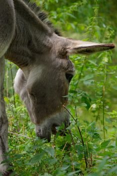 a grey Donkey grazing on the ground