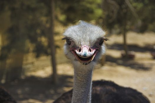 Ostrich head close up with big black eyes and red beak