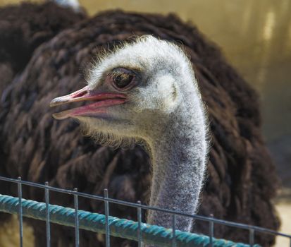 Ostrich head close up with big black eyes and red beak