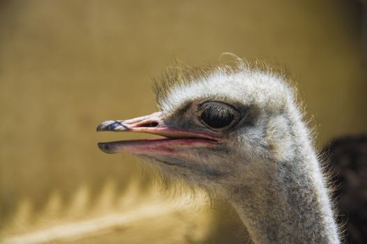 Ostrich head close up with big black eyes and red beak