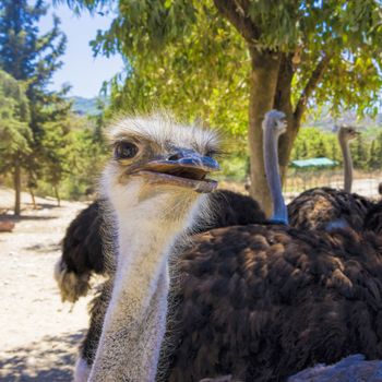Ostrich head close up with big black eyes and red beak