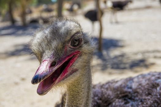 Ostrich head close up with big black eyes and red beak