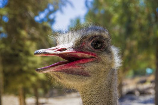 Ostrich head close up with big black eyes and red beak