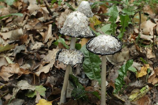 Mushroom Coprinus comatus among fallen leaves  turn into  Ink