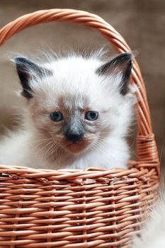 Nice small white kitty in wicker basket