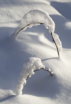 Branch of a small plant covered with snow 