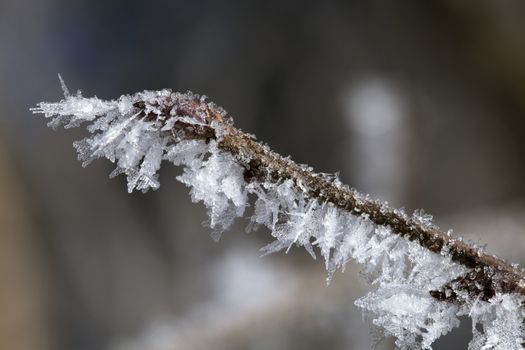 Twig covered with ice crystals, macro shot