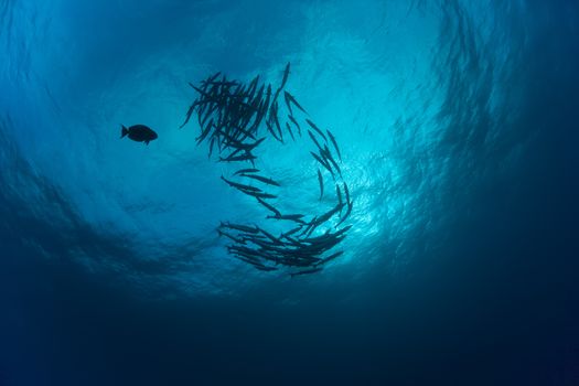 barracuda underwater picture Sudan Red sea diving safari