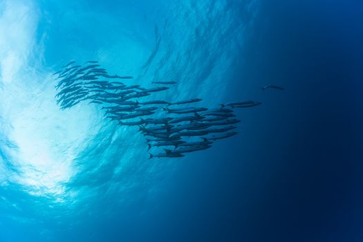 barracuda underwater picture Sudan Red sea diving safari