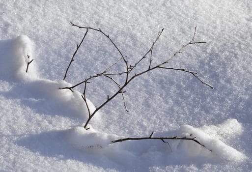 Branch of a small plant covered with snow 