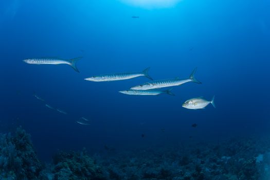 barracuda underwater picture Sudan Red sea diving safari