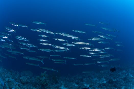 barracuda underwater picture Sudan Red sea diving safari