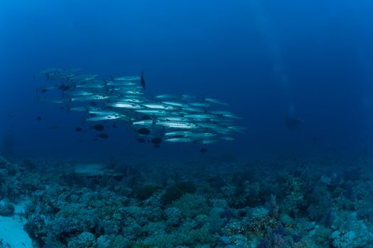 barracuda underwater picture Sudan Red sea diving safari