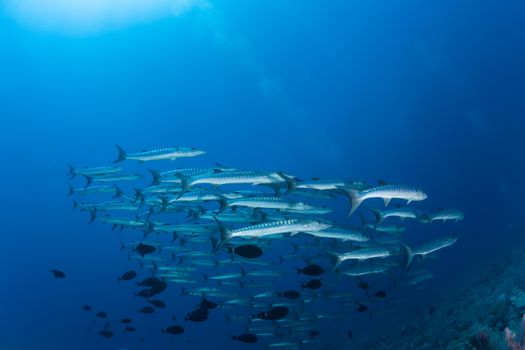 barracuda underwater picture Sudan Red sea diving safari