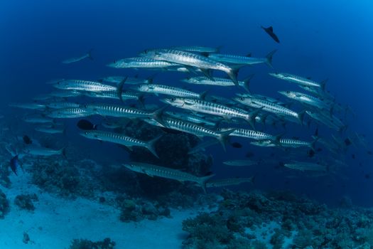 barracuda underwater picture Sudan Red sea diving safari