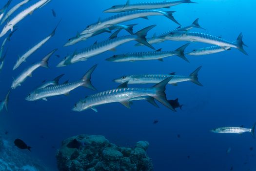 barracuda underwater picture Sudan Red sea diving safari