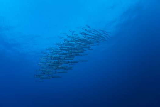 barracuda underwater picture Sudan Red sea diving safari