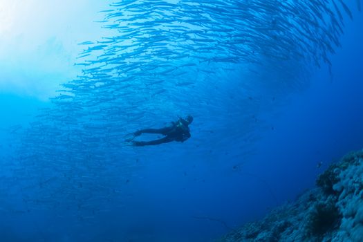 barracuda underwater picture Sudan Red sea diving safari