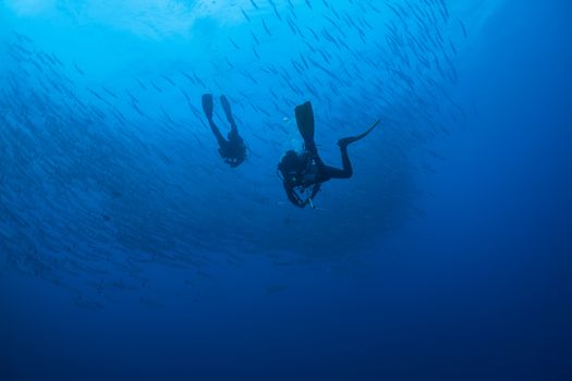 barracuda underwater picture Sudan Red sea diving safari