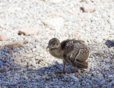 Peacock chick confident paces over the rocks close up