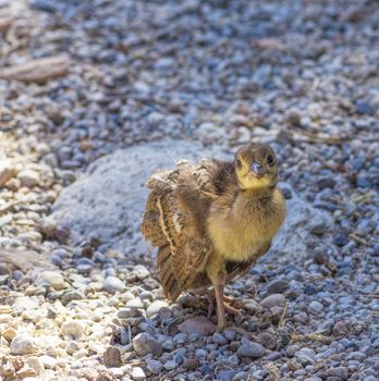 Peacock chick confident paces over the rocks close up